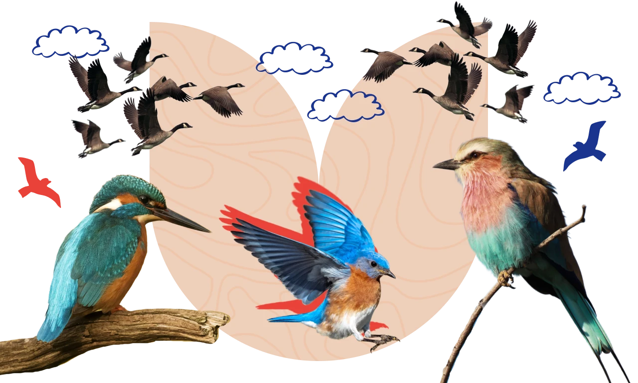 101 Bird Trivia Questions To Test Your Birder Knowledge